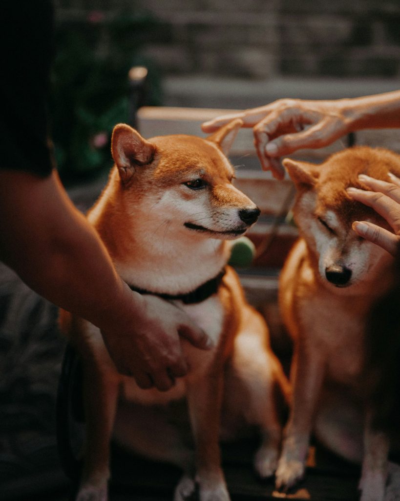 a person petting two small dogs sitting on a bench