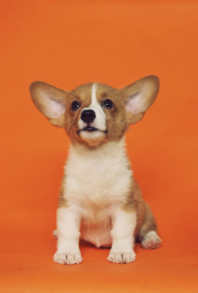 A small Pembroke Welsh Corgi puppy with large, upright ears sits against a solid orange background, looking slightly upward with a curious expression.