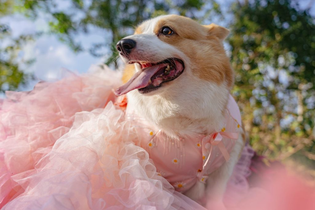 A corgi dog wearing a pink tutu dress.