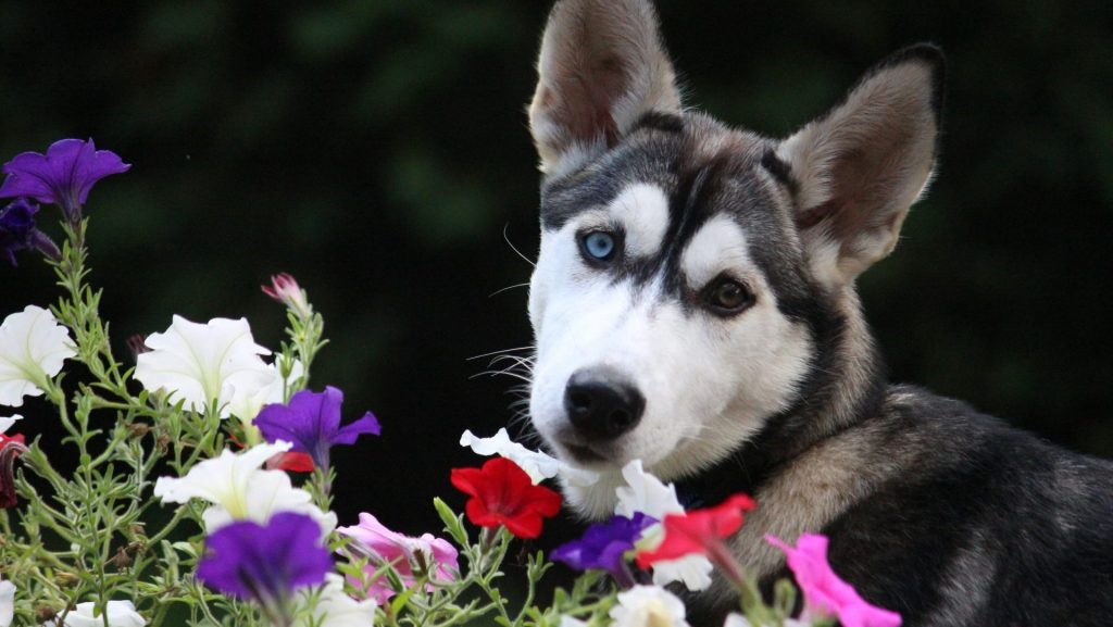 black and white siberian husky puppy